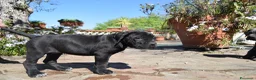 Cane Corso cani in vendita: Cuccioli di cane corso - Annuncio 9