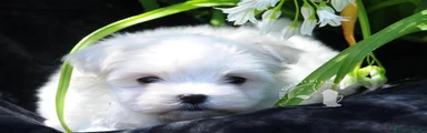 Maltese 1
