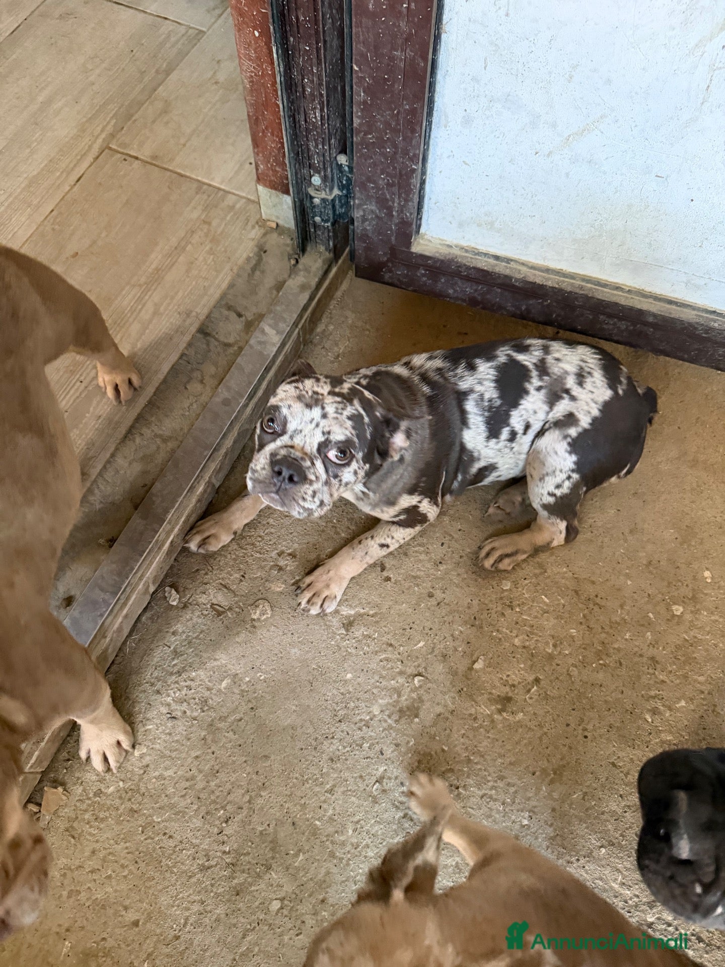 Bulldog Francese cani Bulldog francese - Annuncio 2