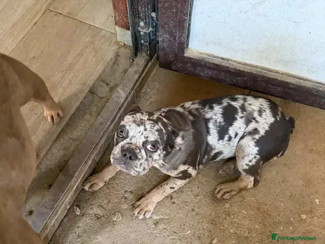 Bulldog Francese cani Bulldog francese - Annuncio 2