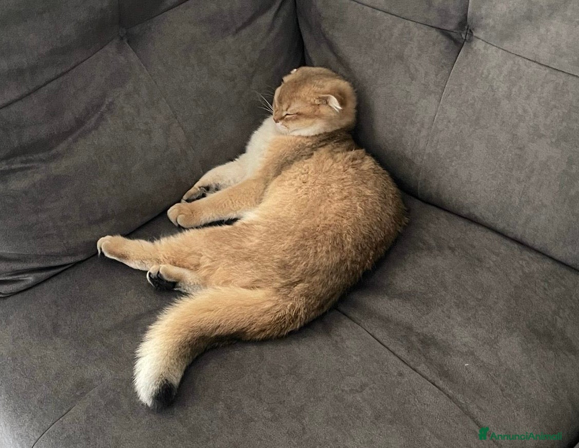 British gatti in vendita: SCOTTISH FOLD - Annuncio 5