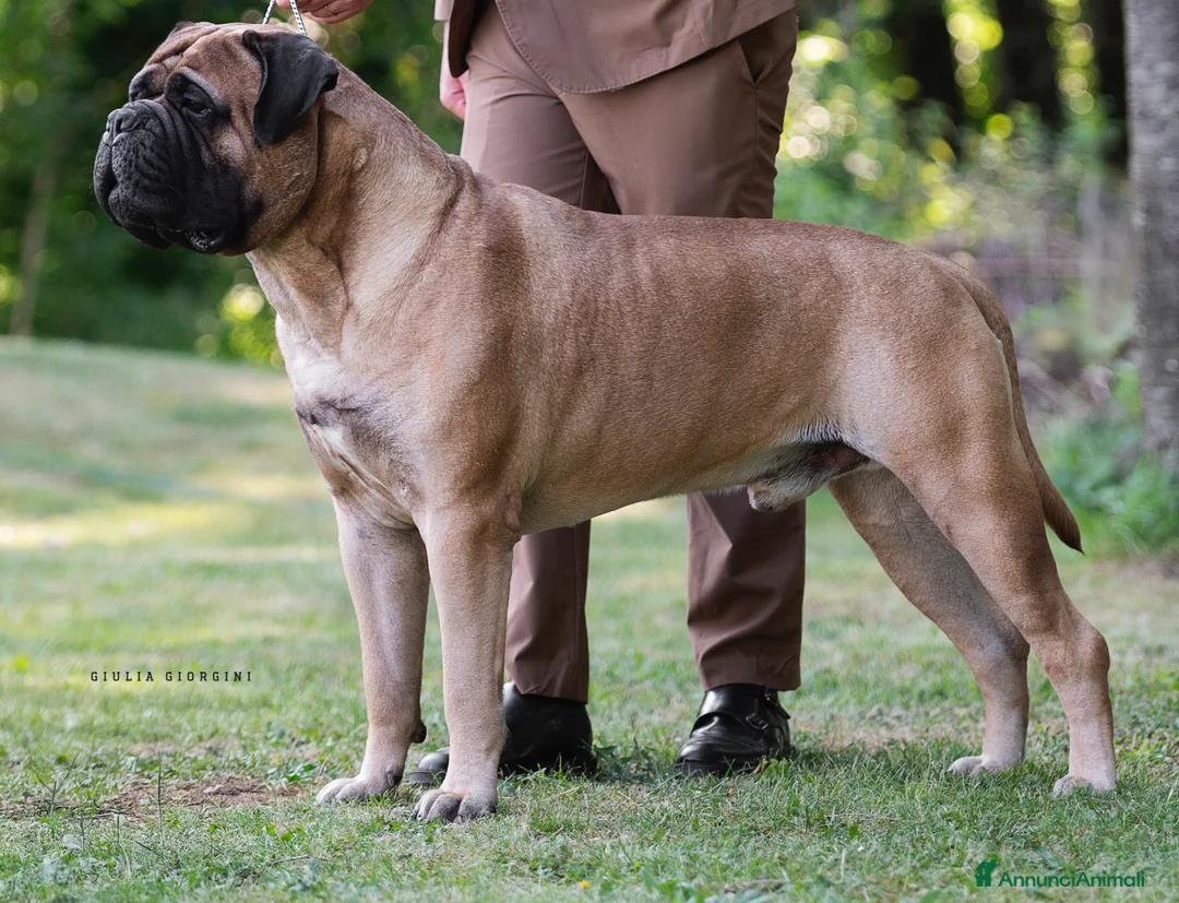 Bullmastiff cani per accoppiamento: Stallone disponibile - Annuncio 6