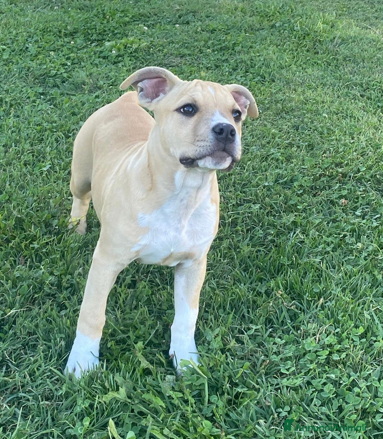 American Staffordshire cani American Staffordshire Terrier  - Annuncio 12