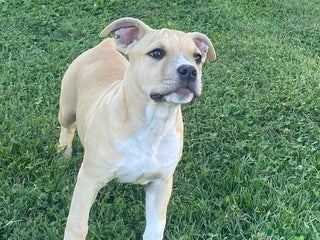 American Staffordshire cani American Staffordshire Terrier - Annuncio 12