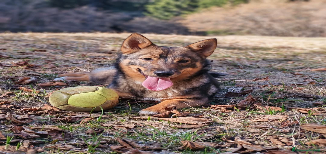 Immagine della galleria {{count}}