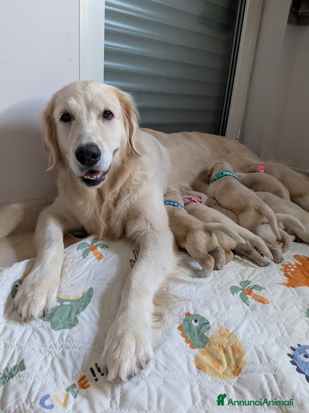 Golden Retriever cani in vendita: ULTIME DISPONIBILITÀ GOLDEN RETRIEVER AMERICANI  - Annuncio 2