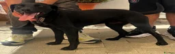 Meticcio cani in regalo: NEREO DOLCE CAGNOLINO - Annuncio 4