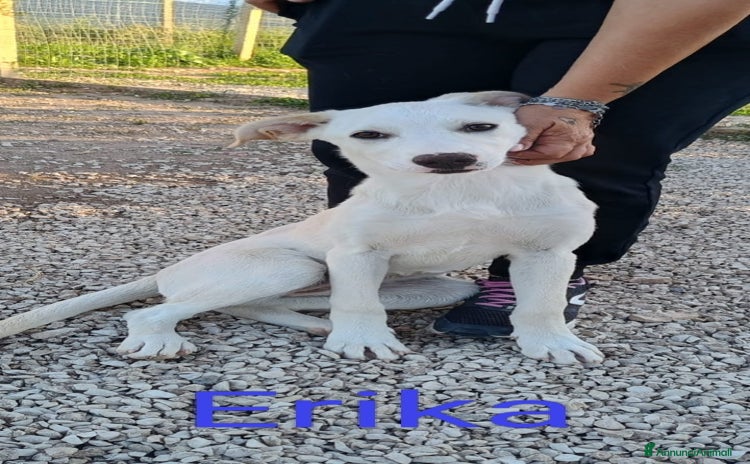 Meticcio cani - Annuncio 8