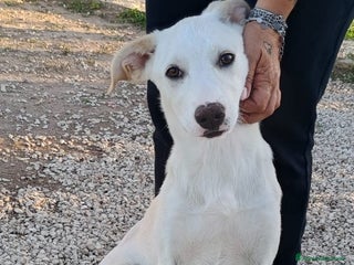 Meticcio cani Erika una cucciola da salvare - Annuncio 16