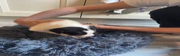 Meticcio cani in regalo: Regalo Cuccioli incrocio di Amstaff - Annuncio 6