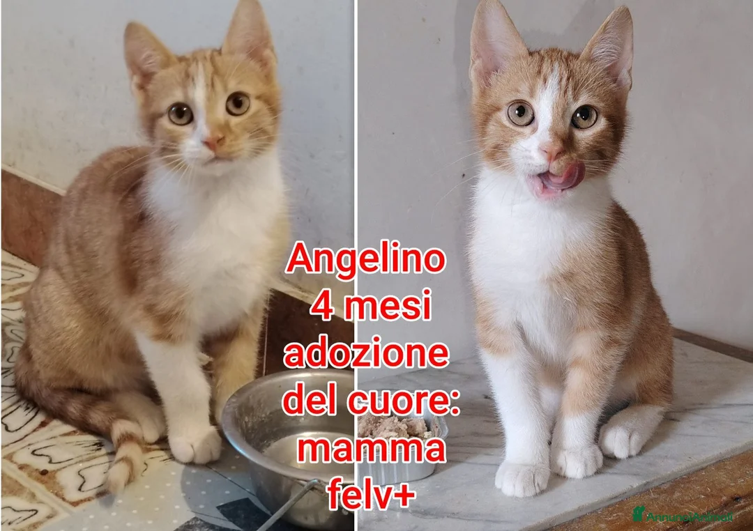 Europeo gatti in regalo: TANTI MICINI SOLI! a Provincia di Vicenza - Annuncio 12