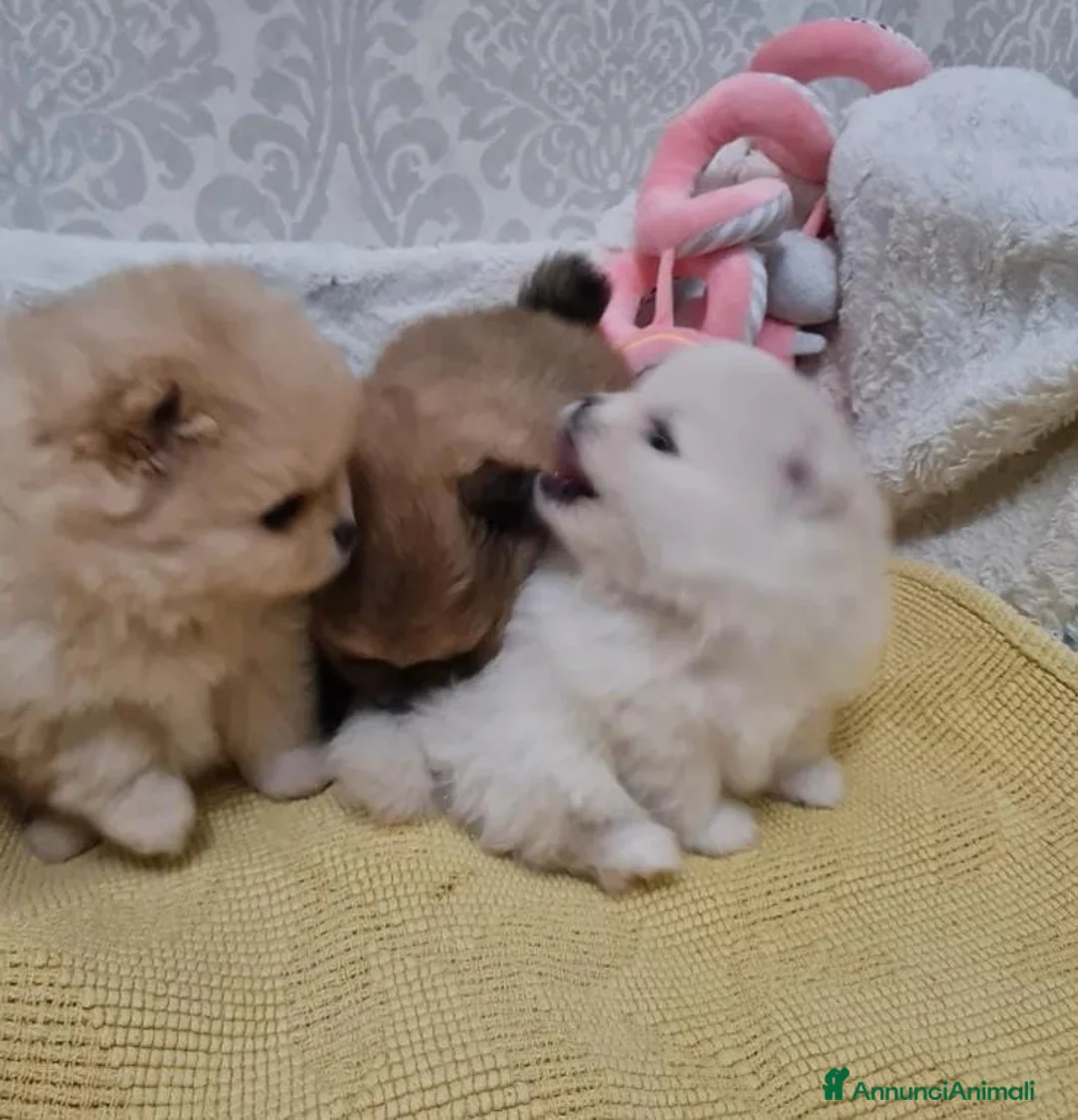 Volpino Pomerania cani in vendita: Adorabili cuccioli di Pomerania mini Teddy  - Annuncio 9
