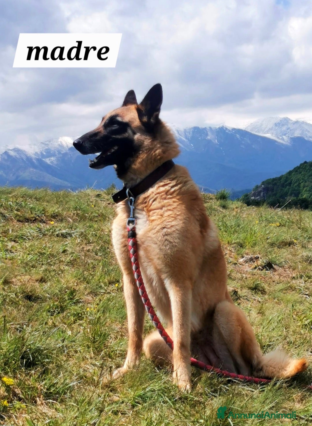 Pastore Belga cani Cuccioli pastore belga Malinois  - Annuncio 2