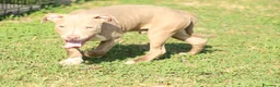 Pitbull cani in vendita: Cuccioli di Pit Bull anche a rate - Annuncio 31