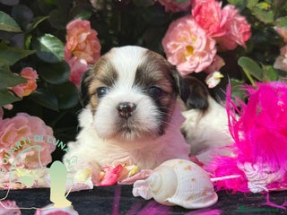 Lhasa Apso cani Maltipoo Barboncino Lhasa Apso– Tre Quarti di Luna - Annuncio 15