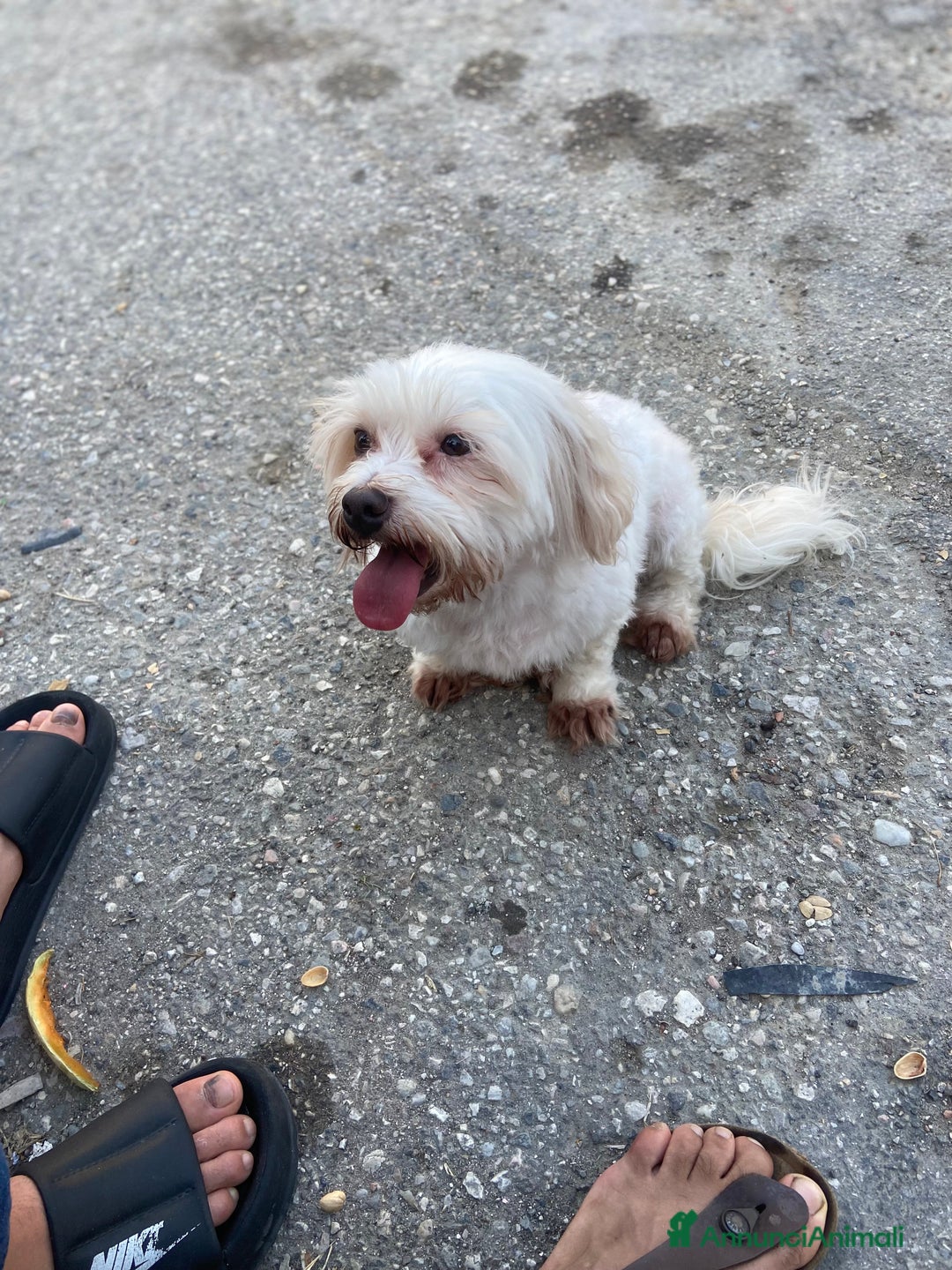 Bichon cani in vendita: Pilastri Bondeno  a Provincia di Ferrara - Immagine 2