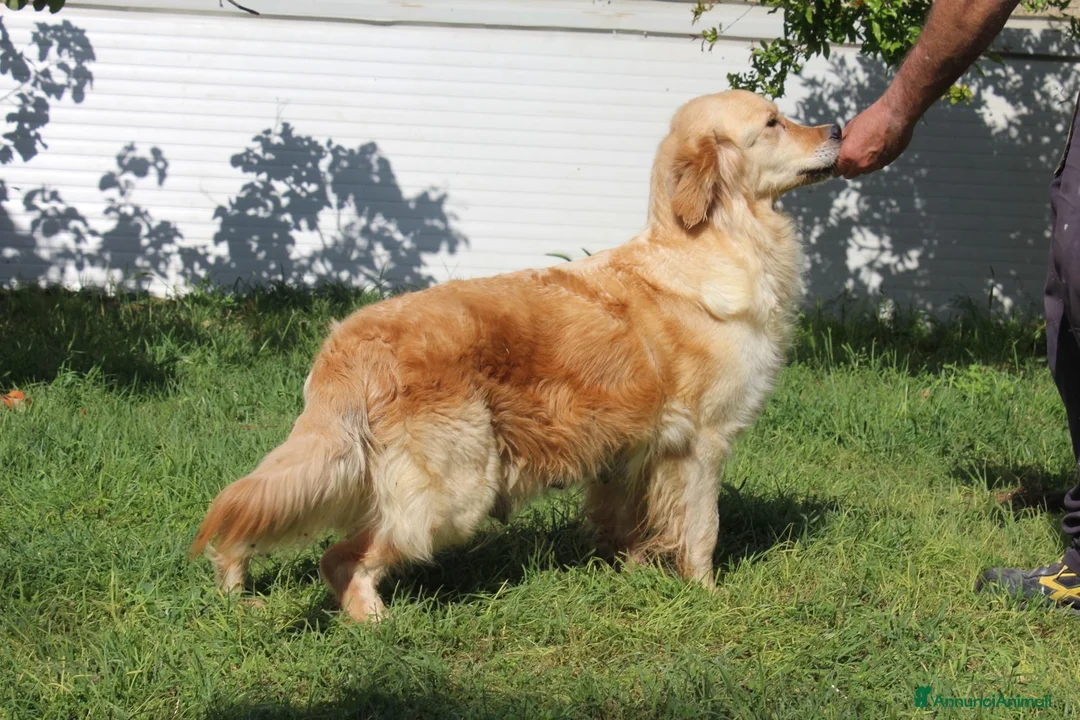 Golden Retriever cani in vendita: GOLDEN RETRIVER 100% AMERICANI DICASALUYS - Annuncio 8