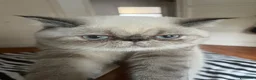 Exotic Shorthair gatti in vendita: Cucciola exotic shorthair a Città metropolitana di Milano - Annuncio 3
