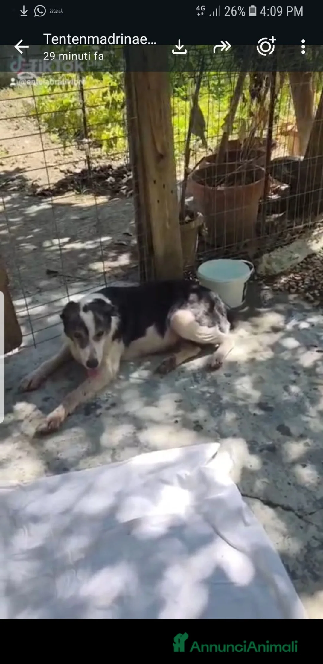 Meticcio cani in regalo: Leo 12 anni - Annuncio 2