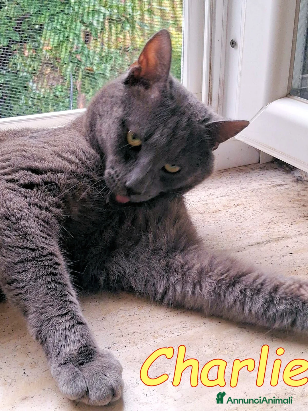 Certosino gatti in regalo:  CHARLIE SIMILCERTOSINO STUPENDO - Annuncio 4