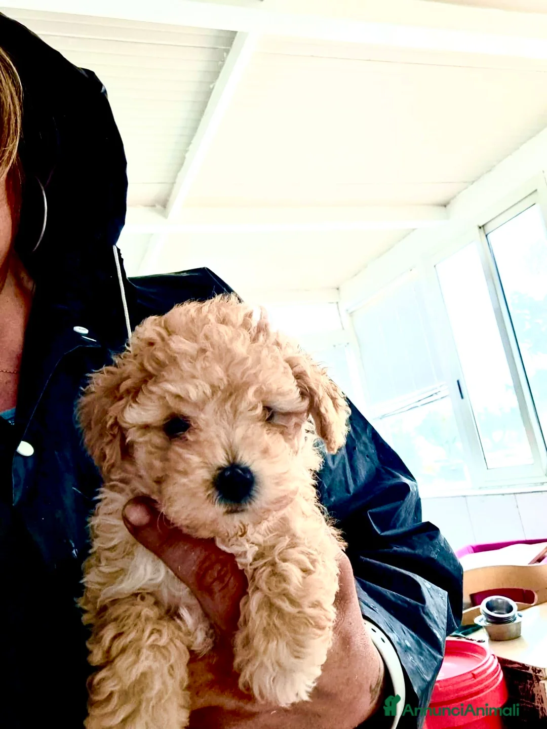 Barboncino Toy cani in vendita: Cuccioli barboncini toy - Annuncio 13
