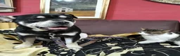Meticcio cani in regalo: CICCIO tanto bravo a Città metropolitana di Milano - Annuncio 1