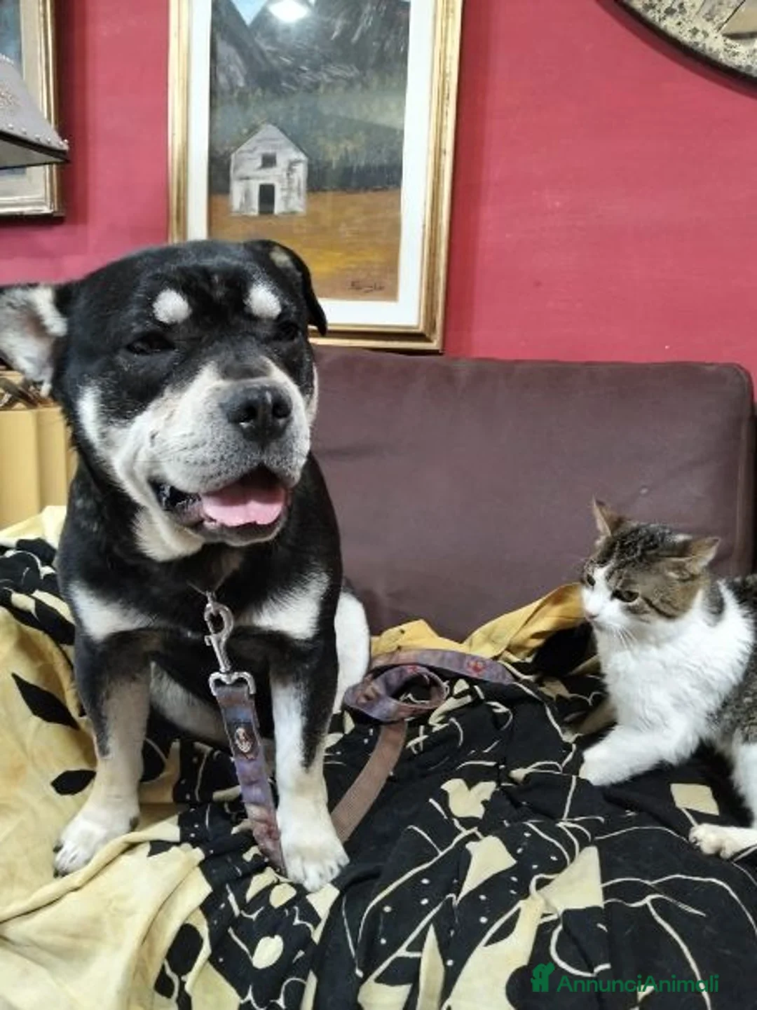 Meticcio cani in regalo: CICCIO tanto bravo a Città metropolitana di Milano - Annuncio 1
