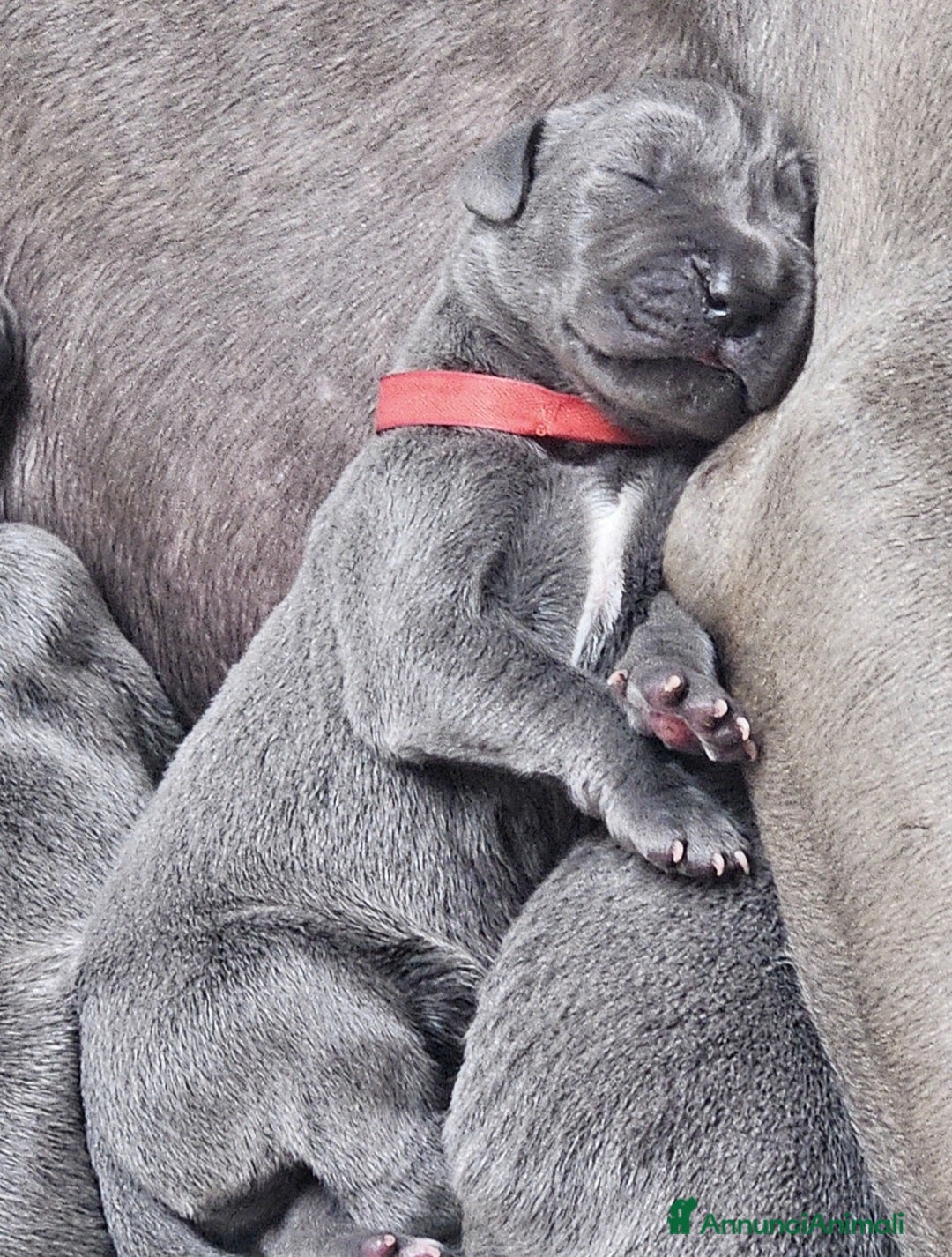 Alano cani in vendita: Cuccioli di alano blu da Allevamento Riconosciuto  - Annuncio 5