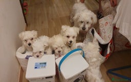 Bichon cani in vendita: 5 bellissimi cuccioli di Bichon Maltese - Immagine 12