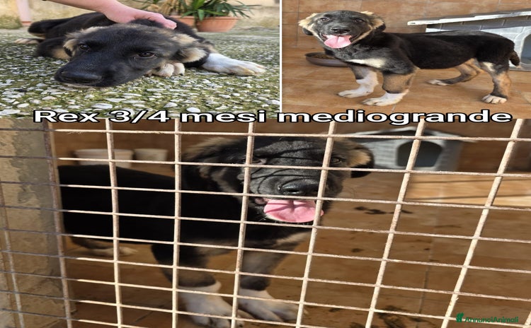 Meticcio cani CUCCIOLI BISOGNOSI IN CERCA D'AMORE  - Annuncio 14