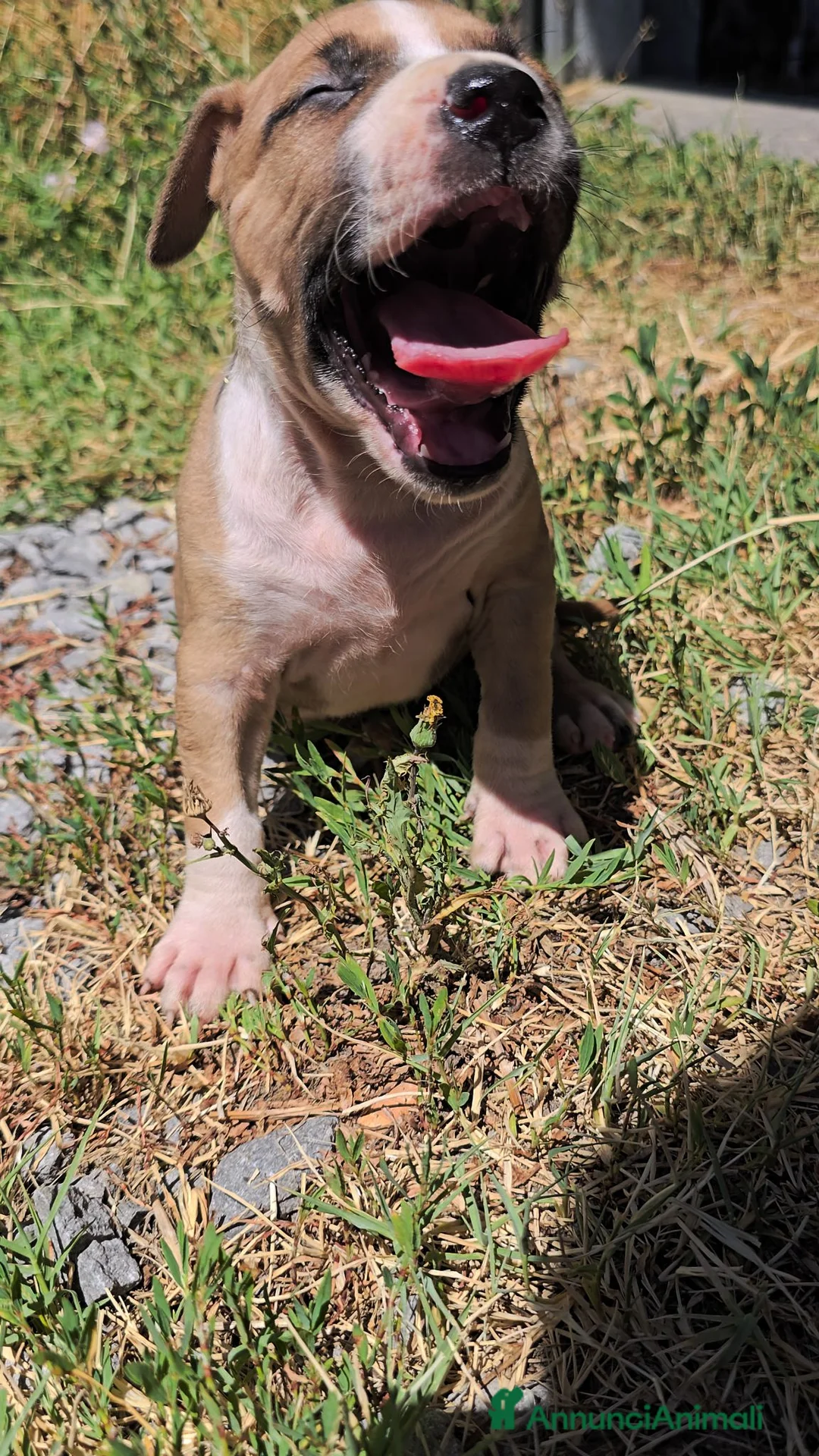 American Staffordshire cani in vendita: Cuccioli Amstaff - Annuncio 1