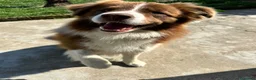 Border Collie cani in vendita: Border collie maschio - Annuncio 8