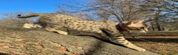 Savannah gatti in vendita: Cuccioli Savannah F6 a Città metropolitana di Catania - Annuncio 5