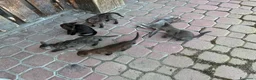 Meticcio gatti in regalo: Gattini - Annuncio 4