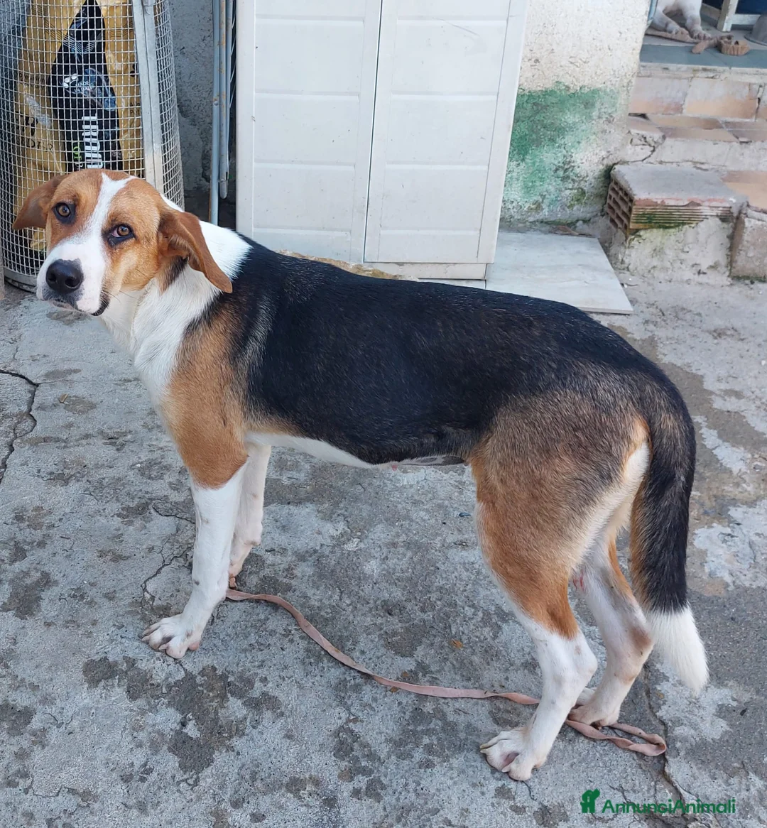 Meticcio cani in regalo: Kelly un' anima gentile - Annuncio 3