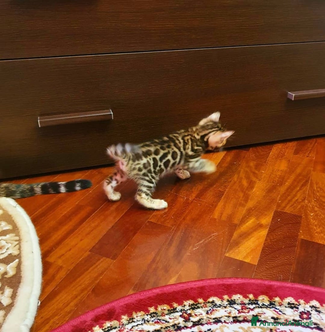 Bengala gatti in vendita: Cuccioli bengala - Annuncio 6