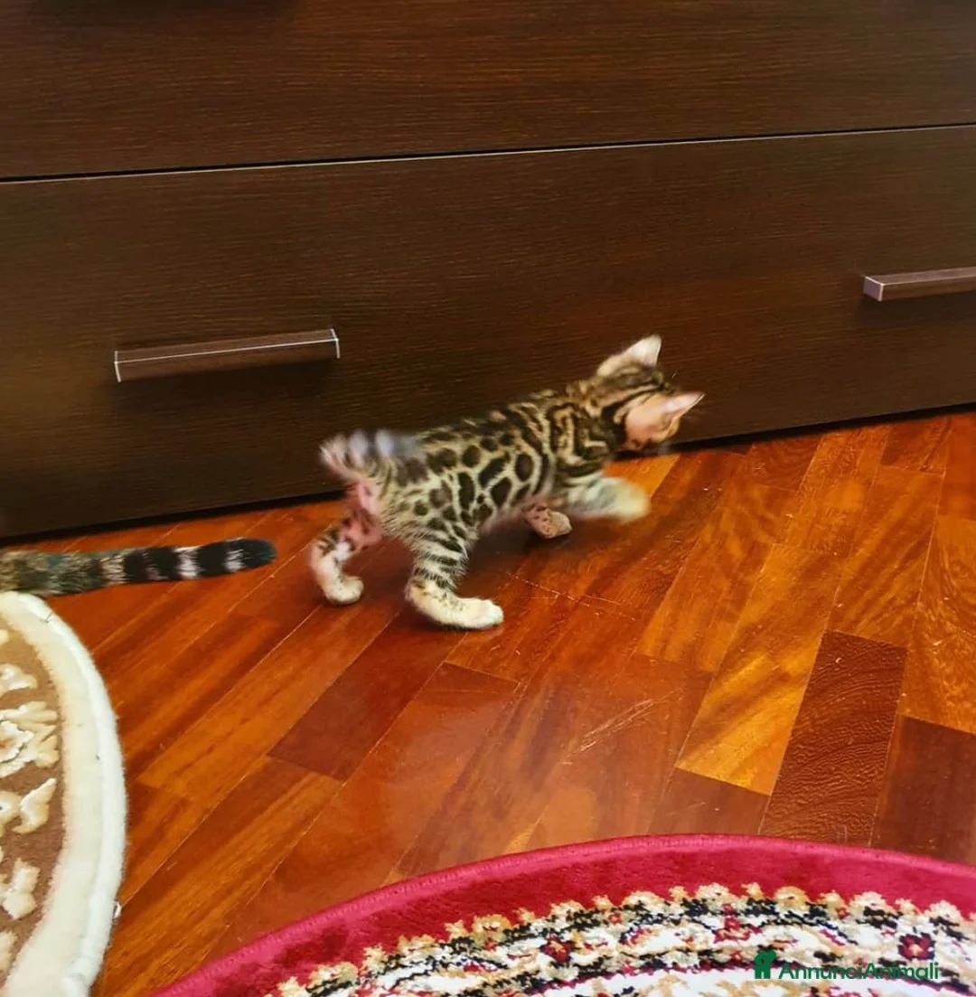 Bengala gatti in vendita: Cuccioli bengala - Annuncio 6