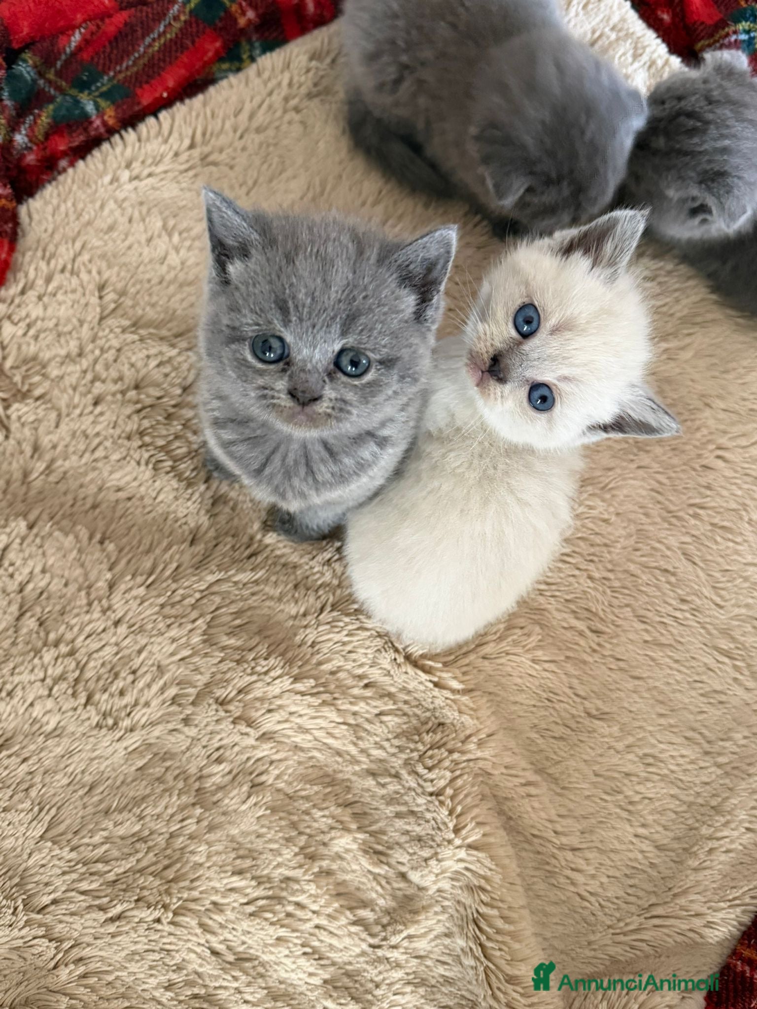 Scottish gatti scottish  - Annuncio 1