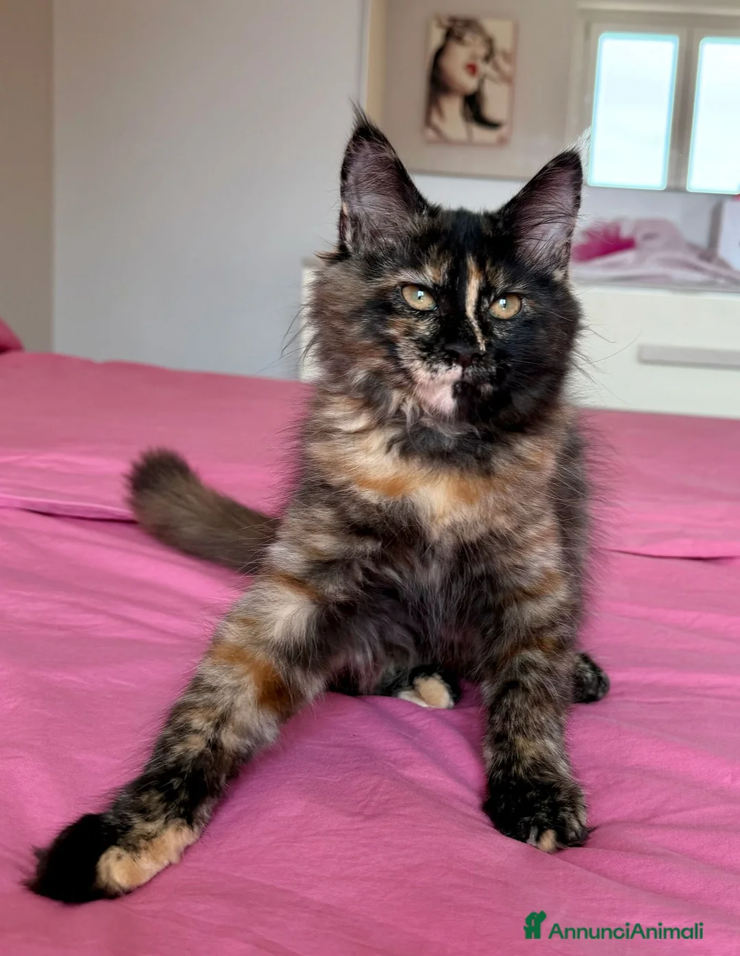 Maine Coon gatti in vendita: Cucciola maine coon con pedigree  - Annuncio 2