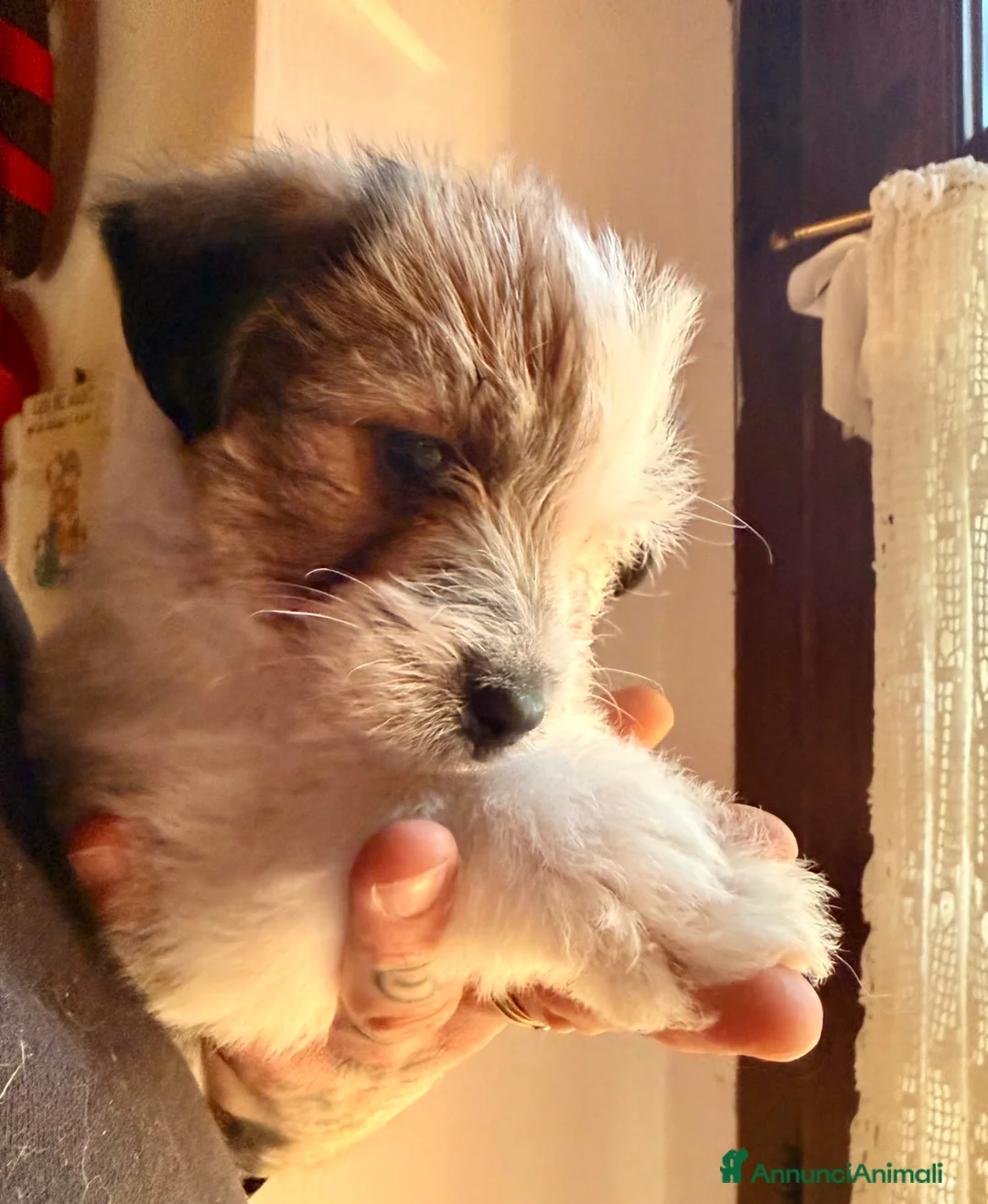 Jack Russell cani in vendita: Maschi Disponibili per la prenotazione  - Annuncio 2