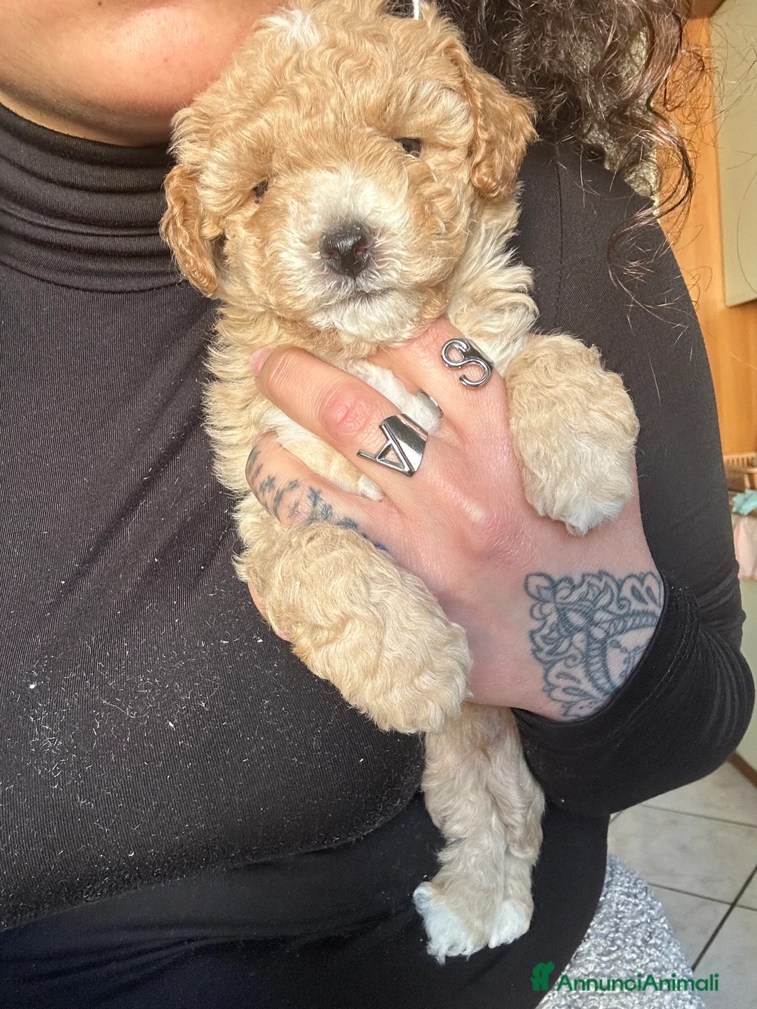 Barboncino Toy cani in vendita: Barboncini toy - Annuncio 2