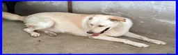 Meticcio cani in regalo: FOLK allegro e solare pacioccone - Annuncio 4
