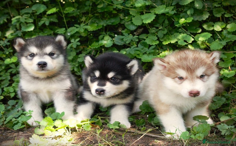 Alaskan Malamute cani in vendita a Provincia di Padova - Annuncio 2