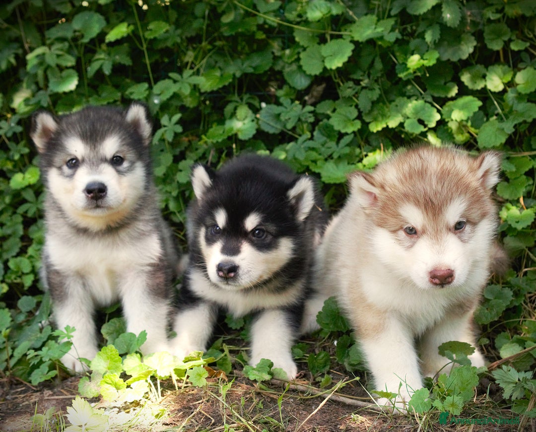 Alaskan Malamute cani in vendita: Cuccioli di alaskan malamute a Provincia di Padova - Immagine 1