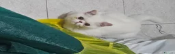 Exotic Shorthair gatti in vendita: GATTINI EXOTIC SHORTHAIR  a Provincia di Monza e della Brianza - Annuncio 7
