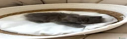 Siberiano gatti in vendita: Gattina siberiana a Provincia di Cuneo - Annuncio 6