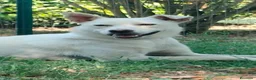 Meticcio cani in regalo: Luna dolcissima cucciolona di tg medio contenuta  - Annuncio 5