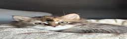 Siberiano gatti in vendita: SIBERIANO GATTINO IPOALLERGENICO  - Annuncio 4