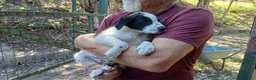 Meticcio cani in regalo: ARCOBALENO HA BISOGNO DI UNA MAMMA E DI UN PAPA' - Annuncio 4