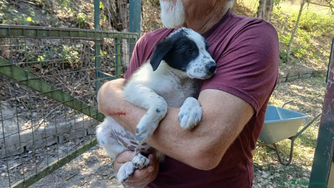Meticcio cani in regalo: ARCOBALENO HA BISOGNO DI UNA MAMMA E DI UN PAPA' - Annuncio 4